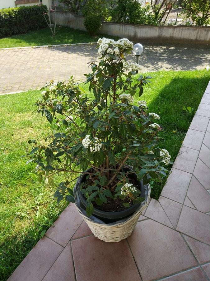 Marinella B&B Cornale Zewnętrze zdjęcie